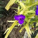 Tradescantia × andersoniana Fruit