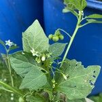 Solanum scabrum Flower