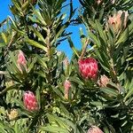 Protea caffra Flower
