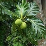 Artocarpus altilis Vaisius