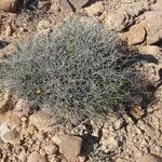 Launaea lanifera عادت داشتن