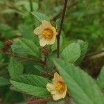 Sida rhombifolia Blüte