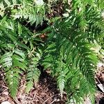 Polystichum luctuosum Feuille