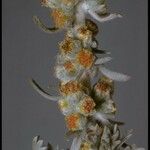 Artemisia pycnocephala Fiore