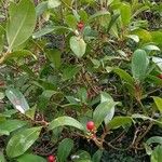 Skimmia japonica عادت داشتن