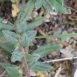 Helianthemum hirtum Frunză