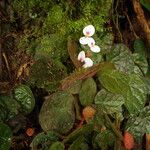 Begonia lacunosa Staniste