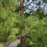 Pinus bhutanica Hábitos