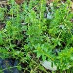 Galium verrucosum आदत