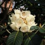 Rhododendron macabeanum Çiçek