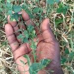 Dicliptera paniculata Leaf