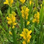 Genista sagittalis Blüte