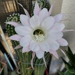 Echinopsis oxygona 花