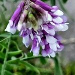 Vicia dasycarpa 花