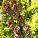 Picea abies Плод