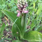 Himantoglossum robertianum Fleur