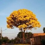 Handroanthus albus Habit