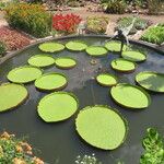 Victoria amazonica Habitat