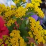 Solidago canadensisBloem