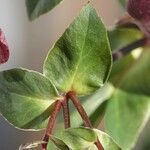 Helleborus orientalis Blatt