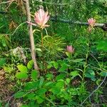 Castilleja miniata Folla