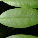 Heteropsis oblongifolia Листок