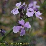 Matthiola lunata Flor
