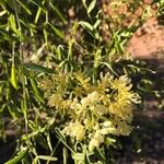 Moringa drouhardii Blodyn