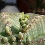 Euphorbia obesa Flower