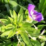 Convolvulus tricolor Leaf