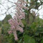 Tamarix tetrandra Flower