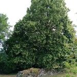 Tilia platyphyllos Habitus