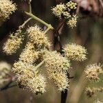 Combretum collinum Flower