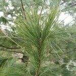 Pinus strobus Fuelha