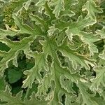 Pelargonium graveolens Leaf