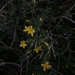 Chrysojasminum fruticans Květ
