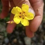 Cistus ocymoides Flower