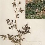 Thalictrum foetidum عادت