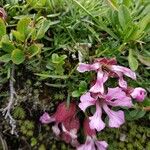 Saponaria pumila Flower