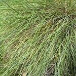 Festuca valesiaca পাতা