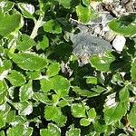 Teucrium chamaedrys Leaf