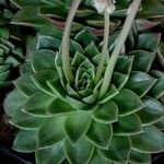 Echeveria × gilva Leaf