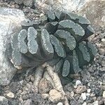 Haworthia truncataBlad