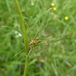 Conopodium majus Corteccia