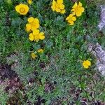 Geum montanum Pokrój