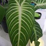 Caladium lindenii Yaprak