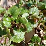 Glechoma hederacea Blatt