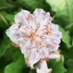 Orobanche crenata Fiore