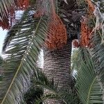 Phoenix canariensis Vekstform