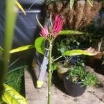 Pavonia multiflora Floro